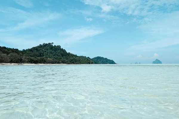 Les Avantages d'un Emplacement Sous les Arbres en Camping avec Votre Animal de Compagnie : Astuces Indispensables pour des Vacances Inoubliables